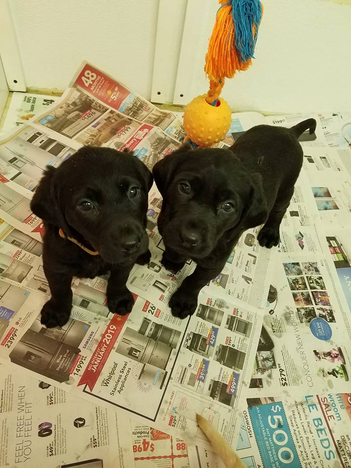 Field of Dreams Kennels, Country Home Bed & Biscuit, Black Creek, WI